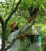 Nova Termite & Pest Management Honey Bee Friendly 703-551-4602 or 540-659-1112